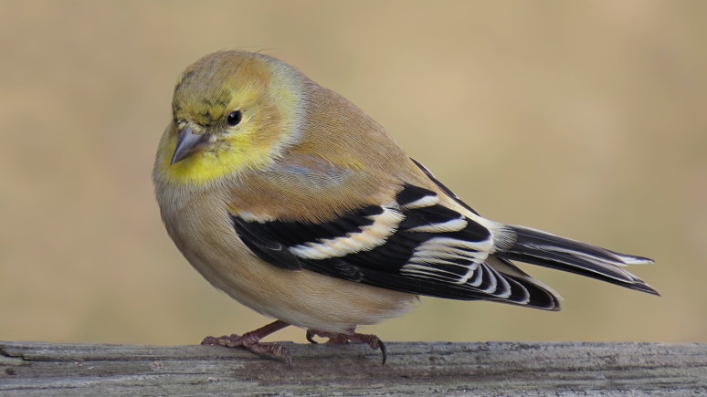 American Goldfinch 1200mm @10ft